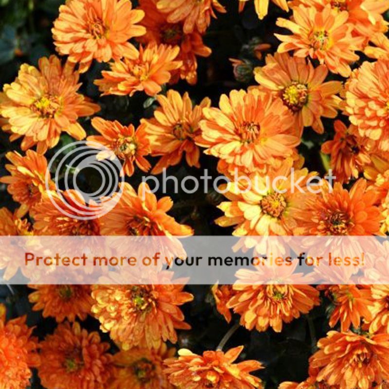 Groundcover Chrysanthemum Seeds 30 Seeds Chrysanthemum Morifolium